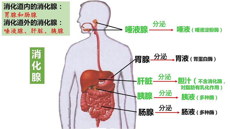 4.2.2消化和吸收（课件）2023--2024学年人教版生物七年级下册第7页