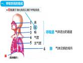 4.3.1呼吸道对空气的处理课件（课件）2023--2024学年人教版生物七年级下册