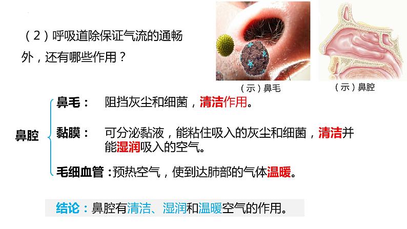 4.3.1呼吸道对空气的处理课件（课件）2023--2024学年人教版生物七年级下册第7页