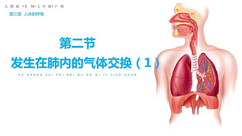 4.3.2 发生在肺内的气体交换（第一课时）（课件）2023--2024学年人教版生物七年级下册第2页