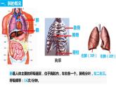4.3.2 发生在肺内的气体交换（第一课时）（课件）2023--2024学年人教版生物七年级下册