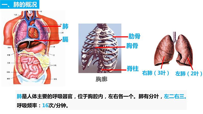 4.3.2 发生在肺内的气体交换（第一课时）（课件）2023--2024学年人教版生物七年级下册第3页