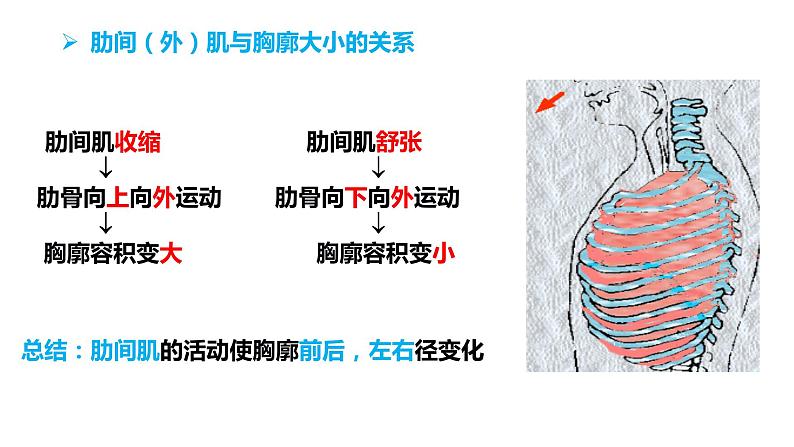 4.3.2 发生在肺内的气体交换（第一课时）（课件）2023--2024学年人教版生物七年级下册第5页