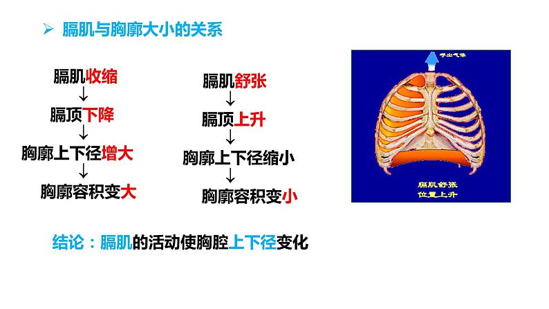 4.3.2 发生在肺内的气体交换（第一课时）（课件）2023--2024学年人教版生物七年级下册第6页