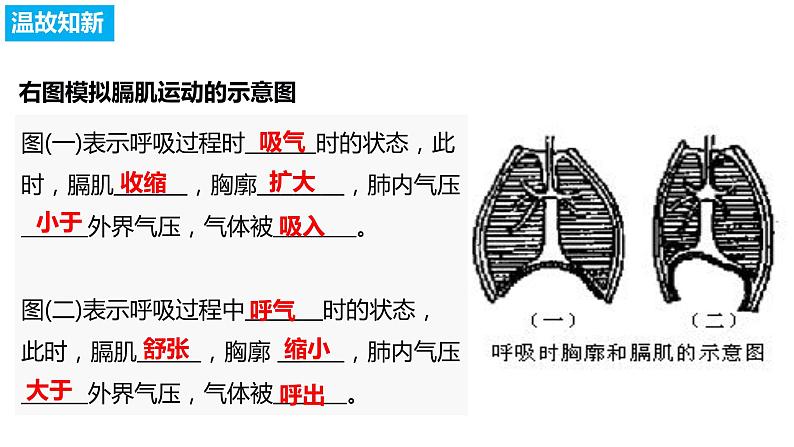 4.3.2发生在肺内的气体交换（第二课时）（课件）2023--2024学年人教版生物七年级下册01