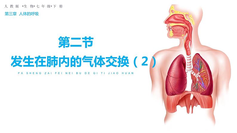 4.3.2发生在肺内的气体交换（第二课时）（课件）2023--2024学年人教版生物七年级下册03