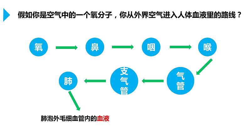 4.3.2发生在肺内的气体交换（第二课时）（课件）2023--2024学年人教版生物七年级下册05