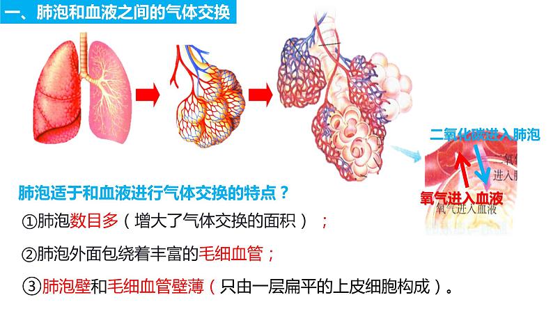 4.3.2发生在肺内的气体交换（第二课时）（课件）2023--2024学年人教版生物七年级下册06