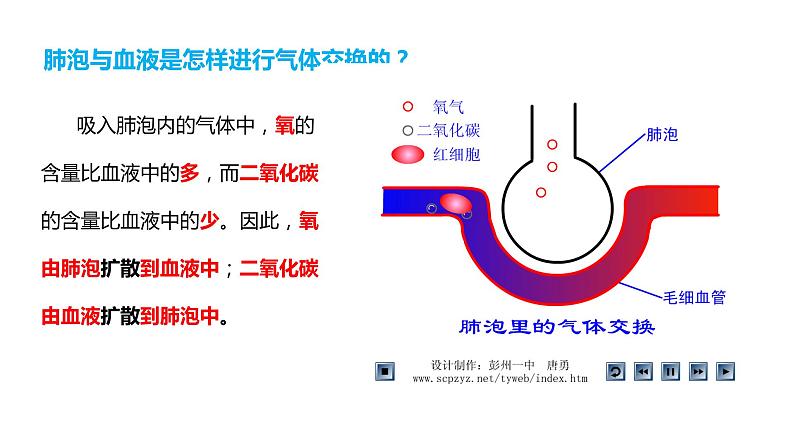 4.3.2发生在肺内的气体交换（第二课时）（课件）2023--2024学年人教版生物七年级下册08