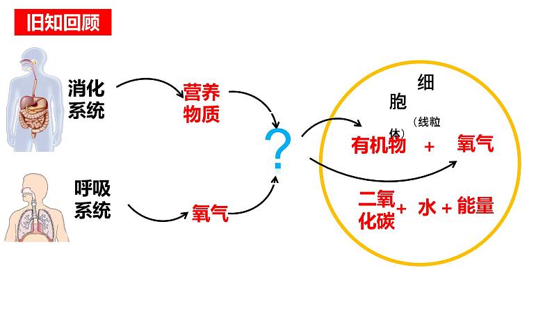 4.4.1 流动的组织-血液（课件）2023--2024学年人教版生物七年级下册01