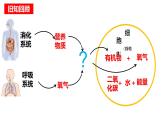 4.4.1 流动的组织-血液（课件）2023--2024学年人教版生物七年级下册