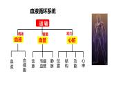 4.4.1 流动的组织-血液（课件）2023--2024学年人教版生物七年级下册