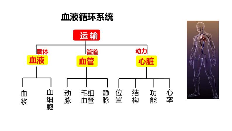 4.4.1 流动的组织-血液（课件）2023--2024学年人教版生物七年级下册02