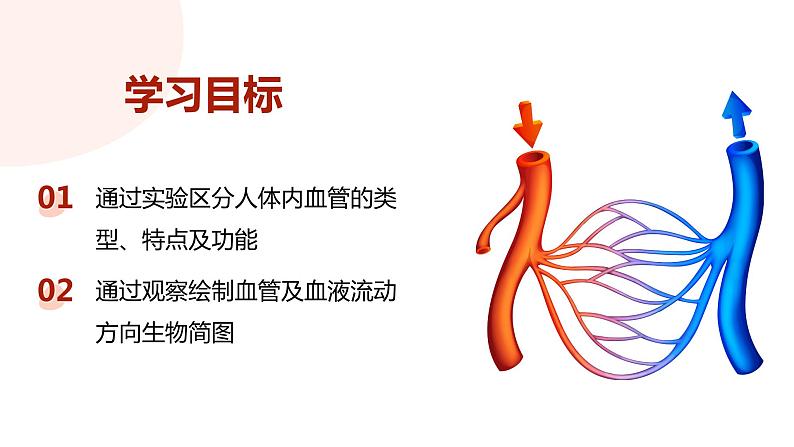 4.4.2 血流的管道---血管（课件）2023--2024学年人教版生物七年级下册第2页