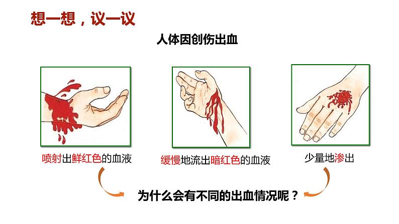 4.4.2 血流的管道---血管（课件）2023--2024学年人教版生物七年级下册第3页