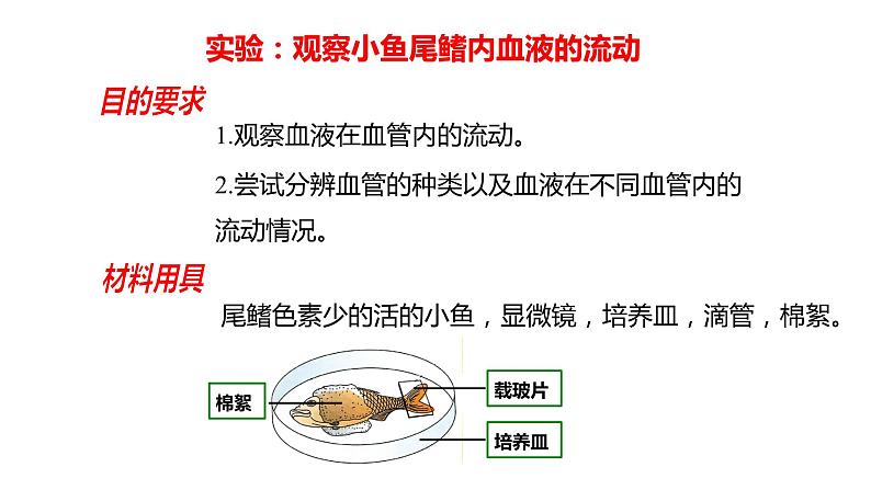 4.4.2 血流的管道---血管（课件）2023--2024学年人教版生物七年级下册第5页