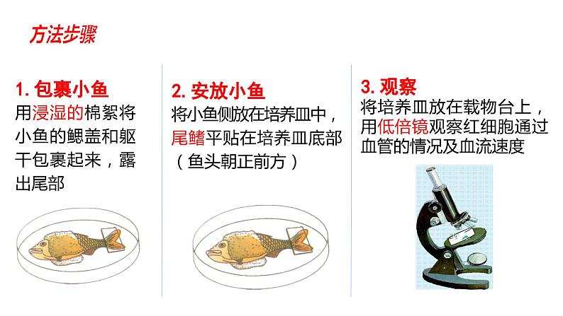 4.4.2 血流的管道---血管（课件）2023--2024学年人教版生物七年级下册第6页