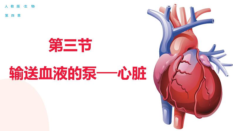 4.4.3 输送血液的泵——心脏（第一课时）（课件）2023--2024学年人教版生物七年级下册03