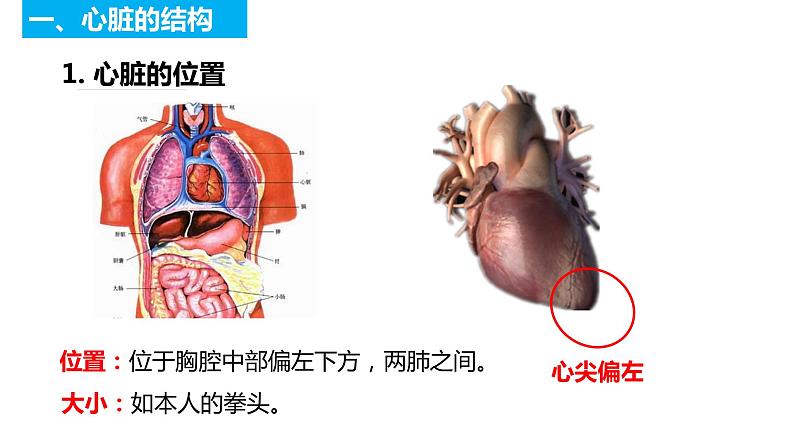 4.4.3 输送血液的泵——心脏（第一课时）（课件）2023--2024学年人教版生物七年级下册04