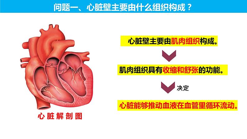 4.4.3 输送血液的泵——心脏（第一课时）（课件）2023--2024学年人教版生物七年级下册07