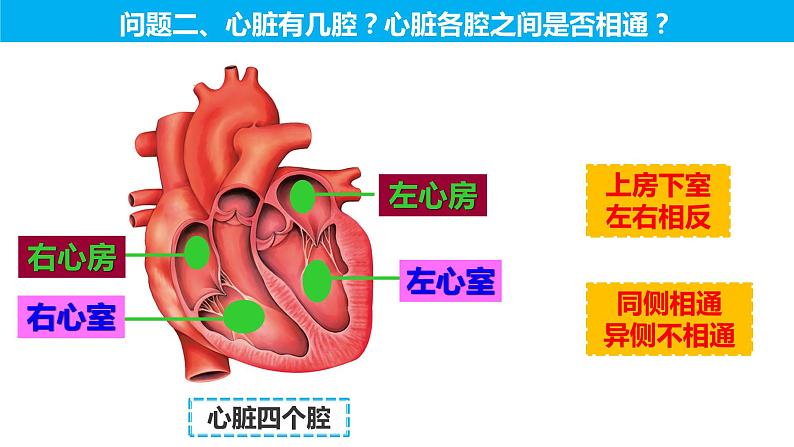 4.4.3 输送血液的泵——心脏（第一课时）（课件）2023--2024学年人教版生物七年级下册08