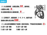 4.4.3 输送血液的泵——心脏（第二课时）（课件）2023--2024学年人教版生物七年级下册