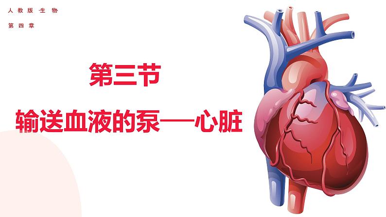 4.4.3 输送血液的泵——心脏（第二课时）（课件）2023--2024学年人教版生物七年级下册第2页