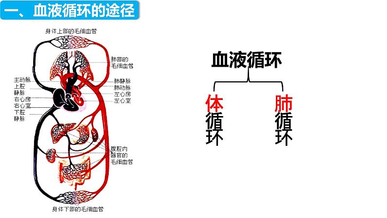 4.4.3 输送血液的泵——心脏（第二课时）（课件）2023--2024学年人教版生物七年级下册第4页