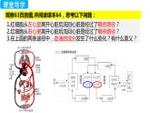 4.4.3 输送血液的泵——心脏（第二课时）（课件）2023--2024学年人教版生物七年级下册