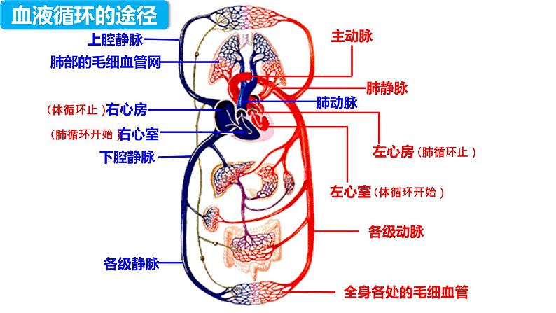 4.4.3 输送血液的泵——心脏（第二课时）（课件）2023--2024学年人教版生物七年级下册第6页