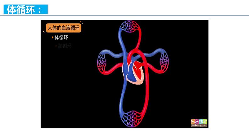 4.4.3 输送血液的泵——心脏（第二课时）（课件）2023--2024学年人教版生物七年级下册第7页