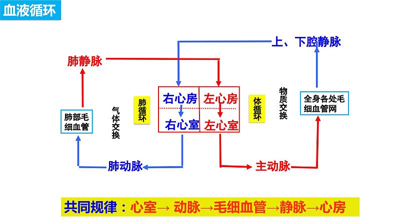 4.4.4 输血和血型（课件）2023--2024学年人教版生物七年级下册第1页