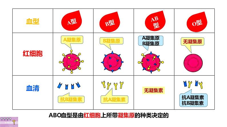 4.4.4 输血和血型（课件）2023--2024学年人教版生物七年级下册第8页