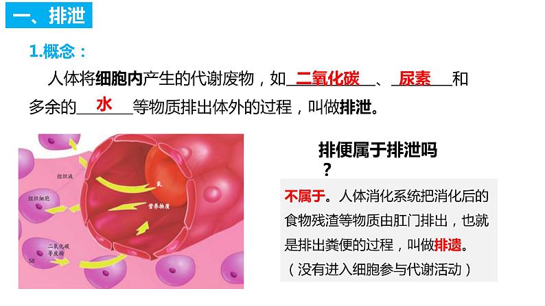 4.5人体内废物的排出（课件）2023--2024学年人教版生物七年级下册第3页