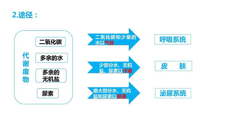 4.5人体内废物的排出（课件）2023--2024学年人教版生物七年级下册第4页