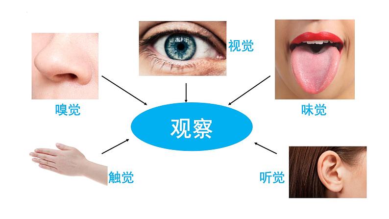 4.6.1 人体对外界环境的感知（第一课时）（课件）2023--2024学年人教版生物七年级下册第4页