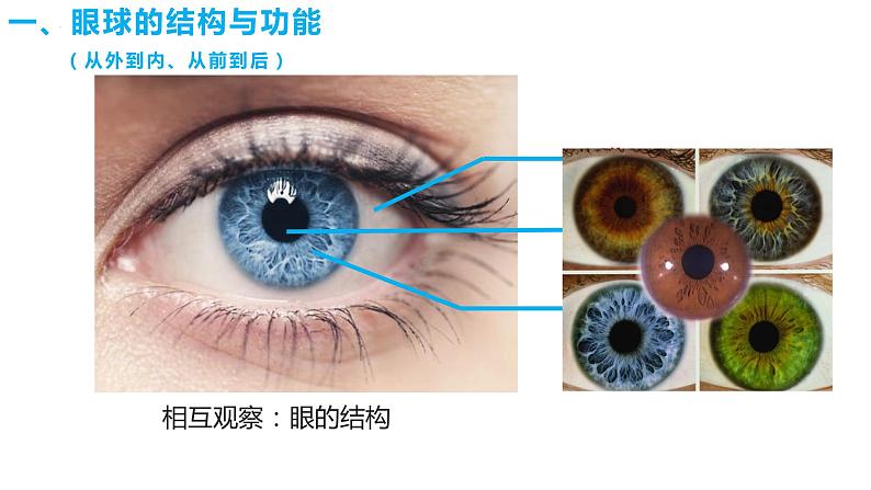 4.6.1 人体对外界环境的感知（第一课时）（课件）2023--2024学年人教版生物七年级下册第6页