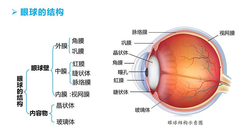 4.6.1 人体对外界环境的感知（第一课时）（课件）2023--2024学年人教版生物七年级下册第8页