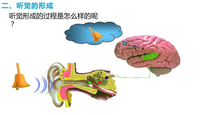 4.6.1 人体对外界环境的感知（第二课时）（课件）2023--2024学年人教版生物七年级下册第7页