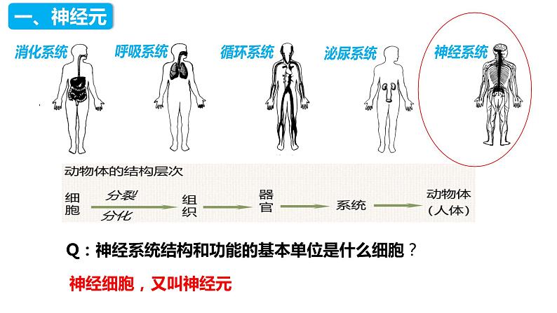 4.6.2 神经系统的组成（课件）2023--2024学年人教版生物七年级下册第2页