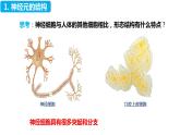 4.6.2 神经系统的组成（课件）2023--2024学年人教版生物七年级下册