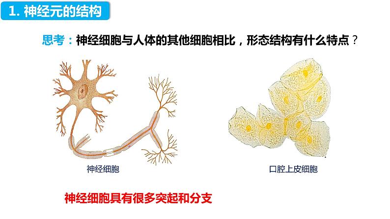 4.6.2 神经系统的组成（课件）2023--2024学年人教版生物七年级下册第3页