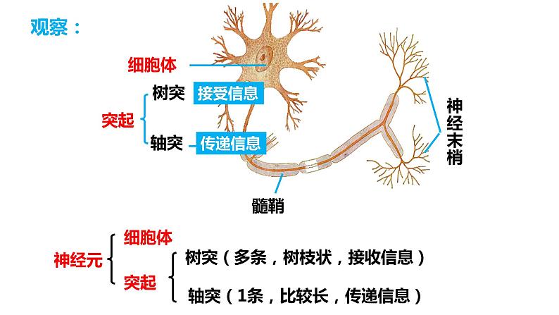 4.6.2 神经系统的组成（课件）2023--2024学年人教版生物七年级下册第4页