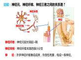 4.6.2 神经系统的组成（课件）2023--2024学年人教版生物七年级下册