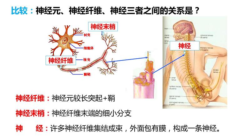 4.6.2 神经系统的组成（课件）2023--2024学年人教版生物七年级下册第5页