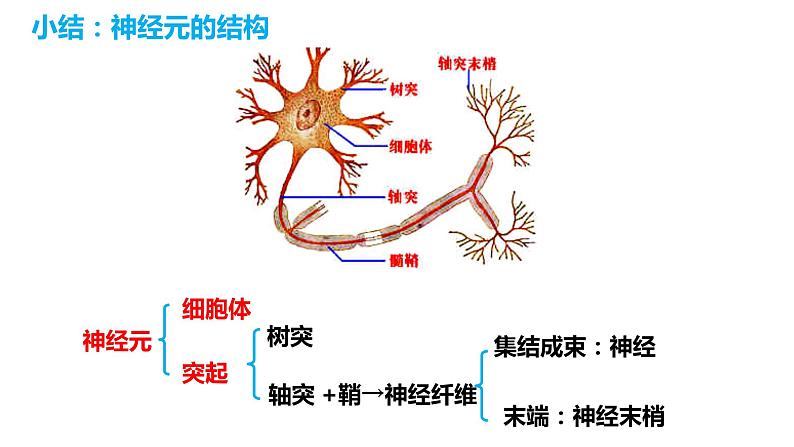 4.6.2 神经系统的组成（课件）2023--2024学年人教版生物七年级下册第6页