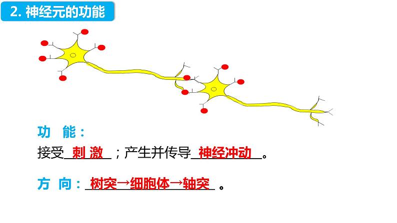 4.6.2 神经系统的组成（课件）2023--2024学年人教版生物七年级下册第7页