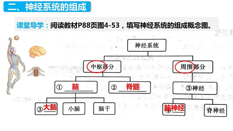 4.6.2 神经系统的组成（课件）2023--2024学年人教版生物七年级下册第8页