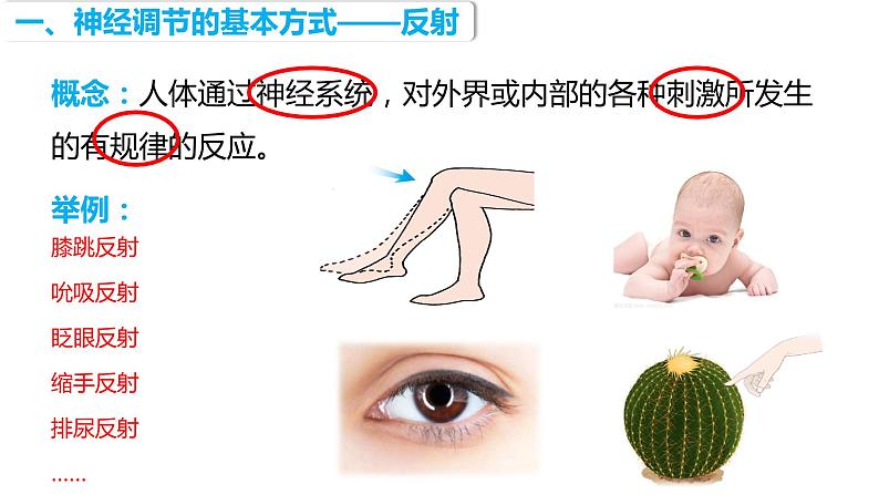 4.6.3 神经调节的基本方式（课件）2023--2024学年人教版生物七年级下册第6页