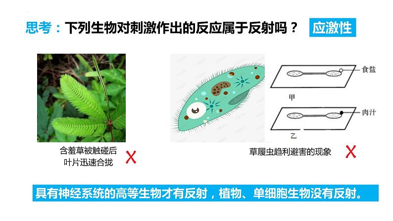 4.6.3 神经调节的基本方式（课件）2023--2024学年人教版生物七年级下册第7页